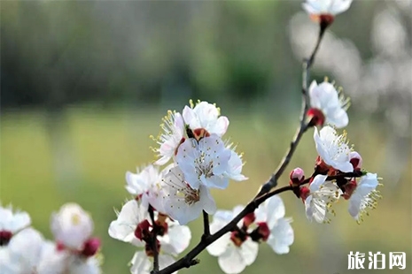 青州賞花地推薦 青州賞花地圖