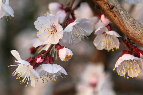 2019杭州賞花地點+花期