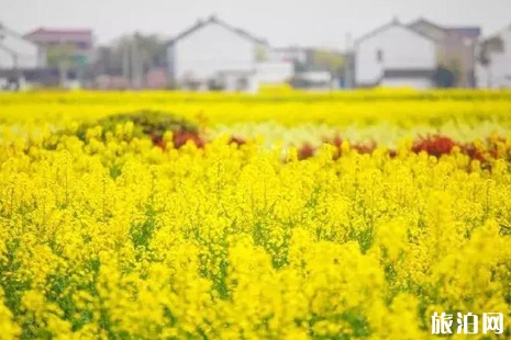 2019蘇州賞花攻略