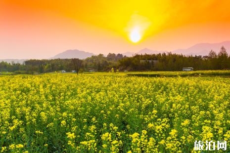 2019年漢中油菜花觀賞期+觀賞路線+免票政策