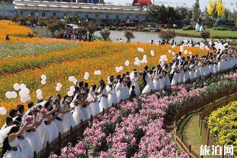 2019荷蘭花海郁金香開放活動攻略