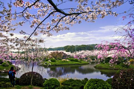 東湖櫻花園坐什么車 東湖磨山櫻花園2019時間+地點+票價+交通