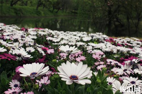 2019揚州潤揚森林公園花朝節 3月17日開啟