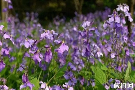 揚州賞花的景點 揚州賞花好去處