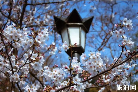 2019南京賞花指南