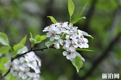 四川達州大竹賞花景點推薦