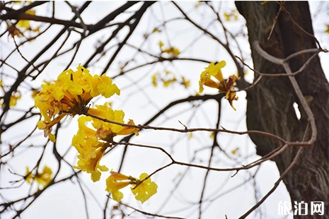 佛山賞花好去處