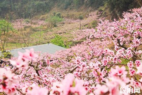 2019北京香山公園賞花攻略