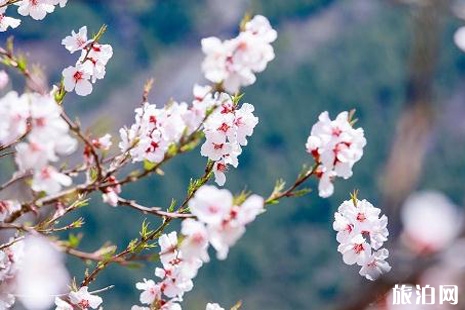 2019頤和園桃花什么時候開 頤和園桃花觀賞攻略