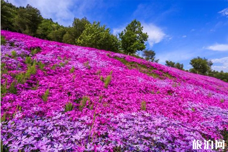 東藻琴芝櫻公園在哪里+游玩攻略