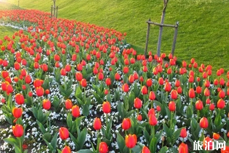 上海郁金香花展在哪里 2019新湖郁金香花博會時間+票價