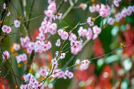 南京櫻花幾月份開 2019南京櫻花節舉辦地址+票價