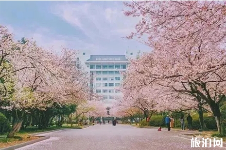 2019南林大櫻花節3月18日至3月31日