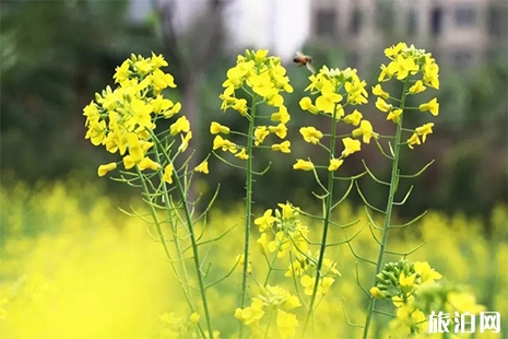 佛山南海賞花處有哪些 南海賞花地圖