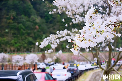 2019金華磐安櫻花節3月26日開啟 附活動時間信息