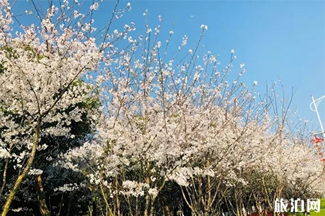 2019浙江鐘溪櫻花節3月28日開啟