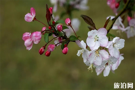 2019大竹櫻花節3月29日開啟