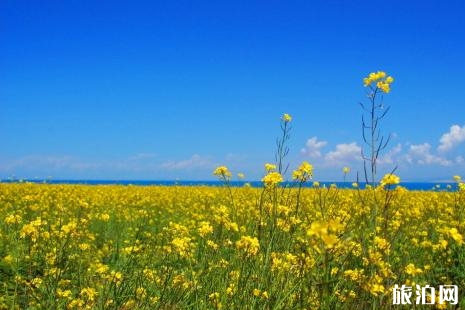 蘇州油菜花哪里開得最好 2019蘇州油菜花觀賞地點+門票