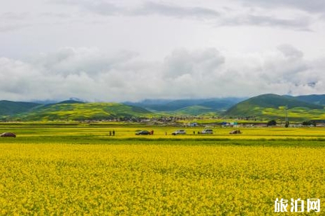 漢中油菜花最佳觀賞路線 西安周邊油菜花2019地址+交通