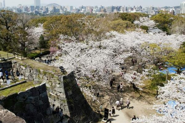 2019淹城遺址公園櫻花節攻略