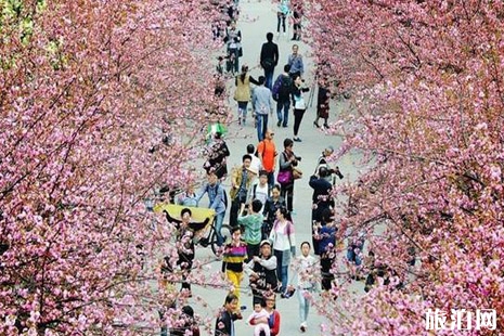 中國科技大學櫻花在哪個校區 2019中國科技大學櫻花開了嗎+櫻花大道攻略