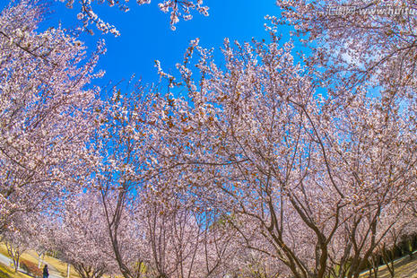 2019漢中老君鎮(zhèn)桃花節(jié)時(shí)間+地點(diǎn)+活動(dòng)詳情