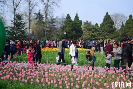 河南郁金香花海在哪里看