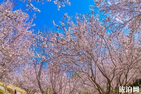 2019西安雁塔國際櫻花節時間+地點+活動內容