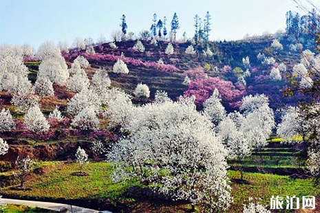 2019威縣花海馬拉松 附交通指南+物品領取+交通管制