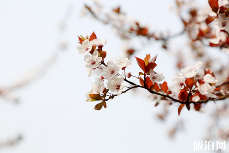 長沙櫻花在哪里看 2019長沙櫻花觀賞地點推薦