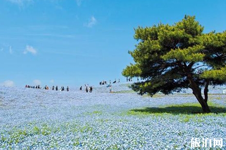 國(guó)營(yíng)常陸海濱公園怎么樣 國(guó)營(yíng)常陸海濱公園粉蝶花攻略