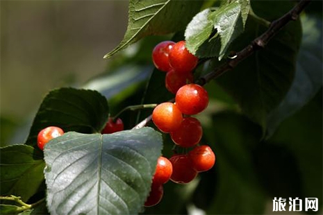 2019保定阜平櫻花節4月20日開啟 附活動時間安排