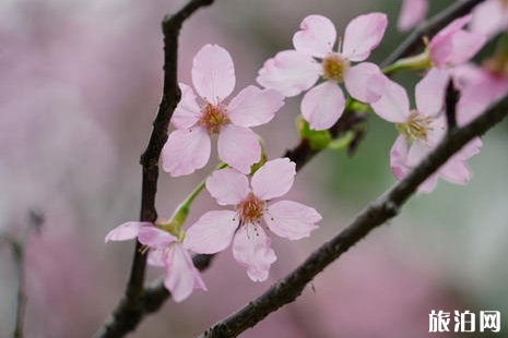 2019寧波九峰山櫻花節時間+活動+地址+票價