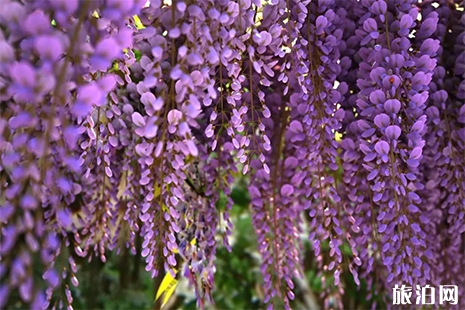 威海賞花好去處 威海賞花指南