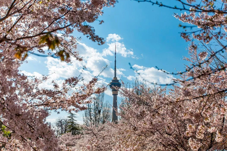 重慶阿依山櫻花節2019時間+地址