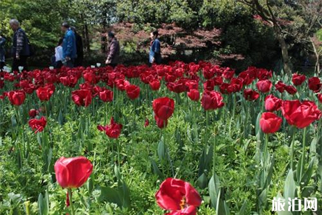 2019蘭州榆中縣李家莊田園小鎮郁金香花展信息 附交通攻略