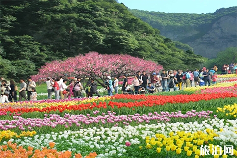 2019紅崖峽谷郁金香節4月15日開啟 附游玩攻略