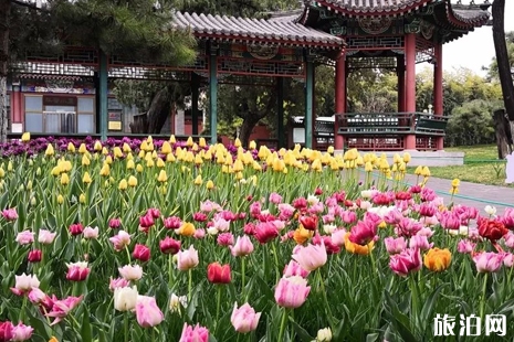 北京中山公園郁金香什么時候開 2019北京中山公園郁金香展