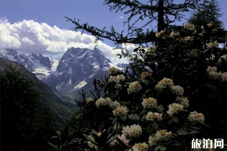 香格里拉杜鵑花海在哪里