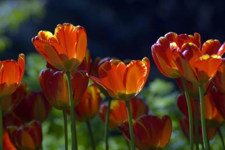 2019北京國際鮮花港郁金香文化節時間+票價+交通