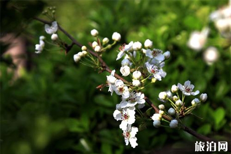 2019揚州萬花會 賞花信息