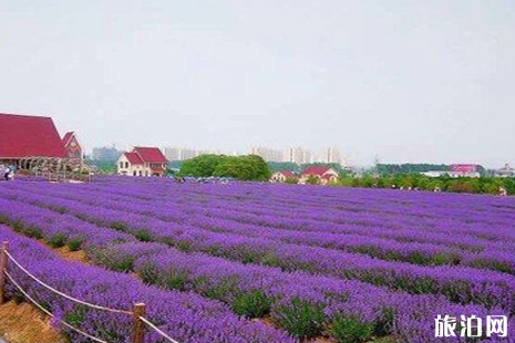 雪浪山薰衣草花期2019 2019雪浪山薰衣草觀花節活動攻略