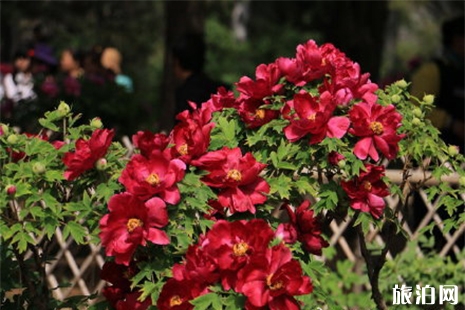 北京植物園牡丹花花期 北京植物園牡丹花觀賞指南