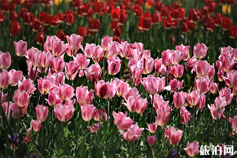 豪澤國際郁金香花海郁金香文化節4月1日到5月4日 附豪澤國際郁金香花海聯系電話