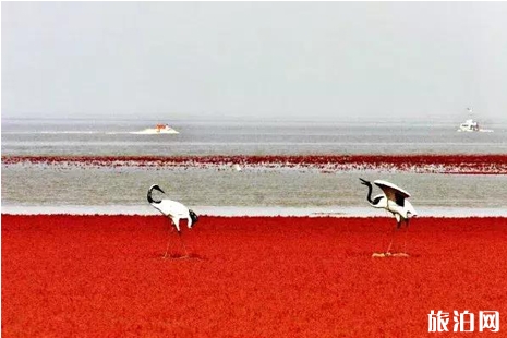 紅海灘國家風景廊道開放時間 紅海灘國家風景廊道攻略