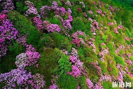 攀枝花延邊百靈山杜鵑花海賞花攻略 地址+交通