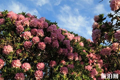 重慶武隆大洞河鄉(xiāng)杜鵑花賞玩攻略 杜鵑花花期