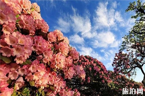 重慶武隆賞杜鵑花的地方推薦