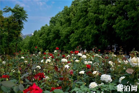 湖南郴州哪里賞月季花比較好