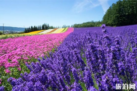 北海道薰衣草花期2019 北海道富良野薰衣草觀賞地推薦